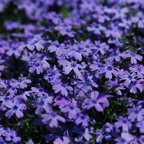 Phlox x 'Violet Pinwheels'