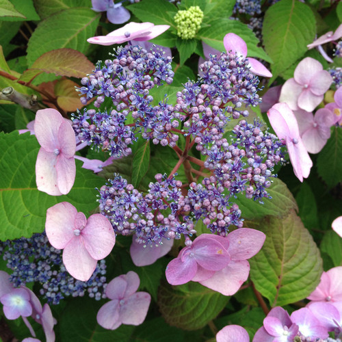 Hydrangea macrophylla 'Cherry Explosion' - Horsford Gardens and