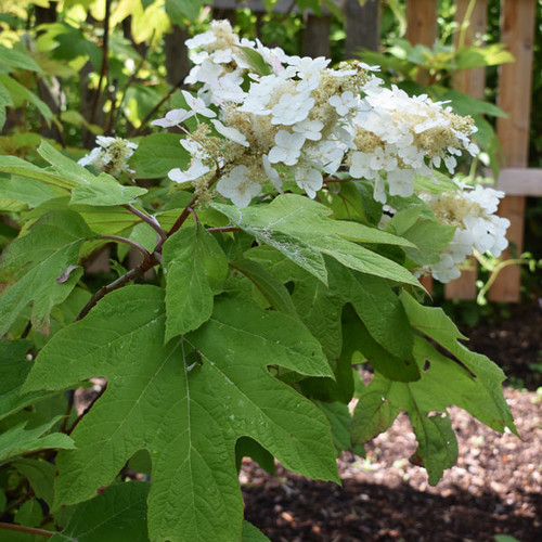 Hydrangea quercifolia 'Snow Queen'