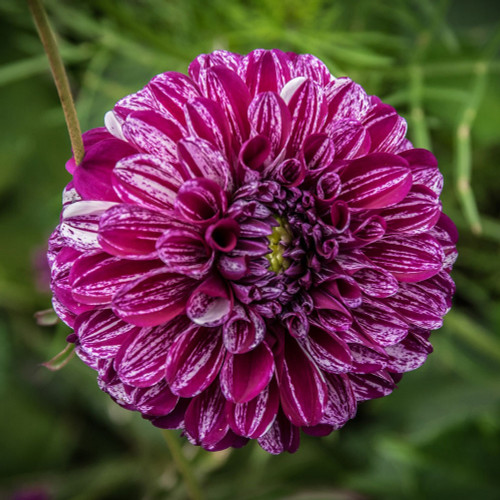 Dahlia 'Marble Ball'