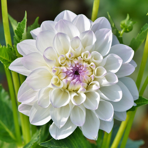 Dahlia 'Eveline'