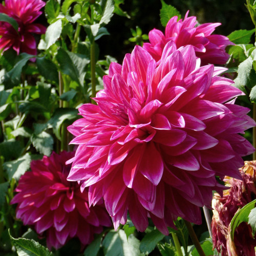 Dahlia 'Emory Paul'