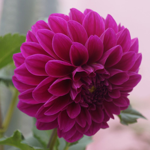 Dahlia 'Thomas A. Edison'