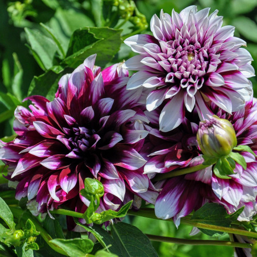 Dahlia 'Tartan'