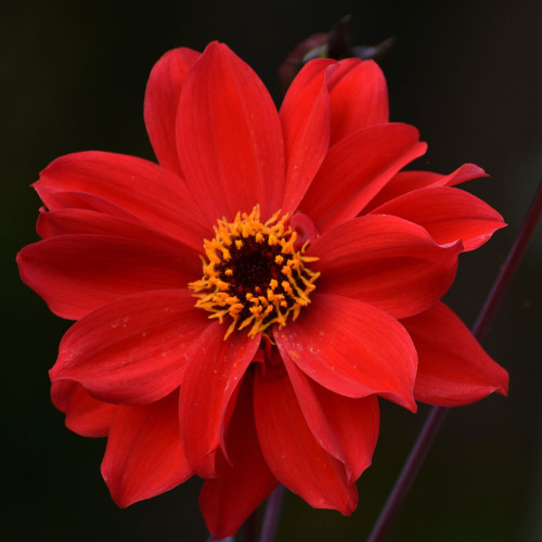 Dahlia 'Bishop of Llandaff'