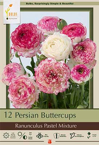 Ranunculus 'Pastel Mixture'