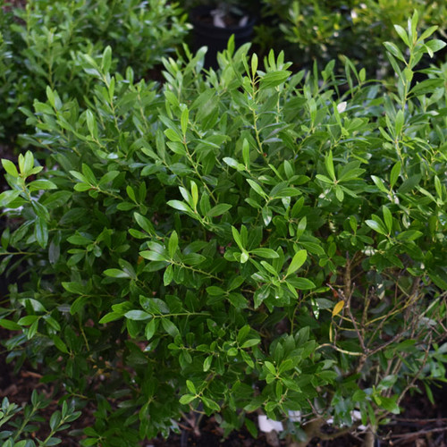 Ilex glabra 'Chamzin'