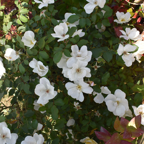 Rosa 'White Out'