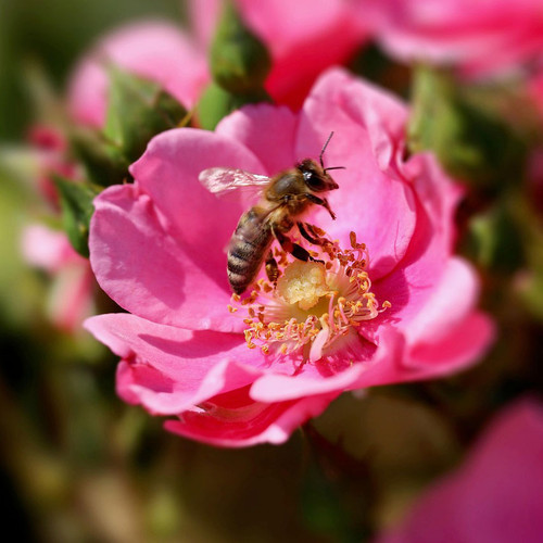 Rosa rugosa - Horsford Gardens and Nursery