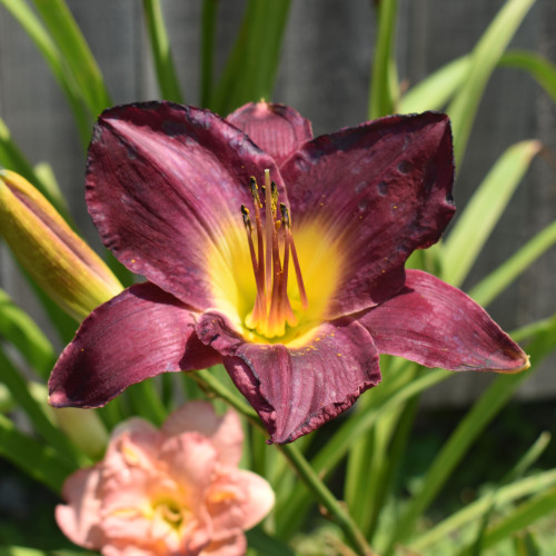 Hemerocallis 'Strutter's Ball'
