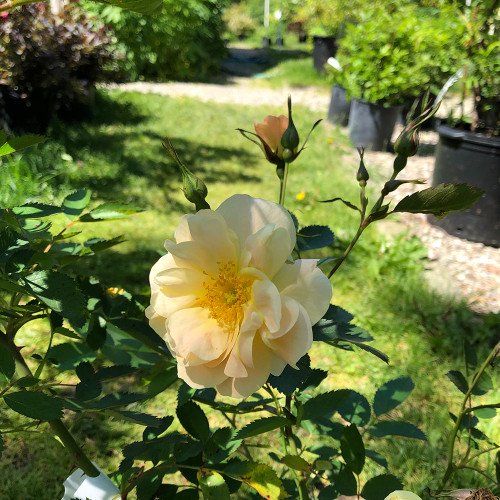 Rosa 'Above And Beyond'