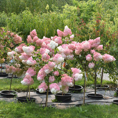 Hydrangea paniculata 'Vanilla Strawberry' - Horsford Gardens and