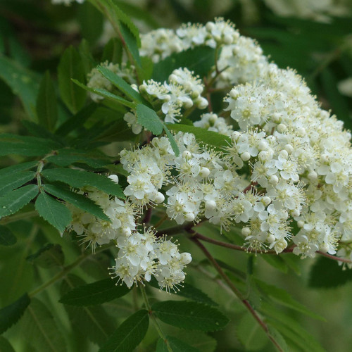 Mountain Ash