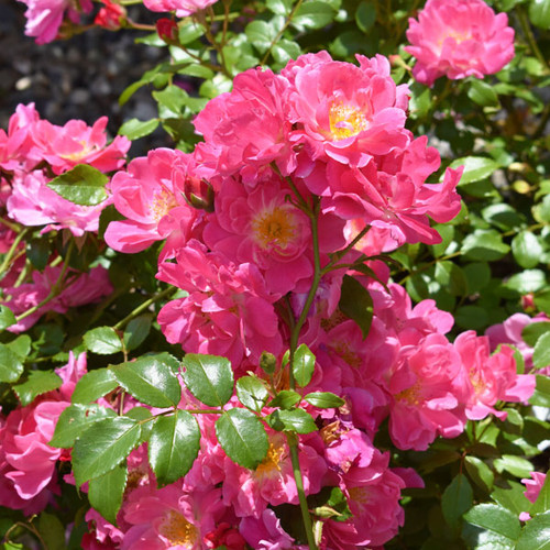 Rosa Oso Easy 'Double Pink'