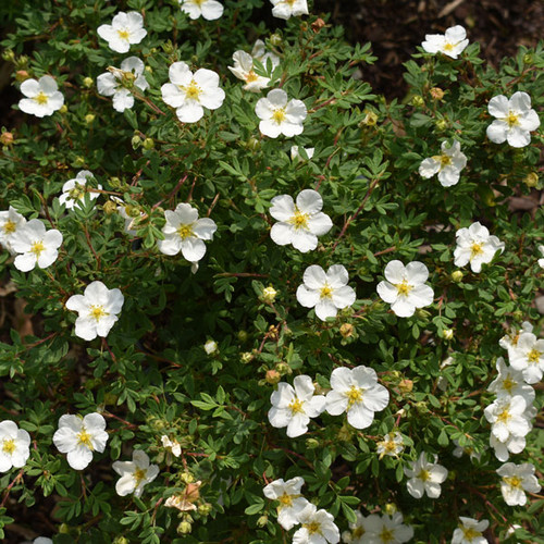 Potentilla fruticosa 'Happy Face White'