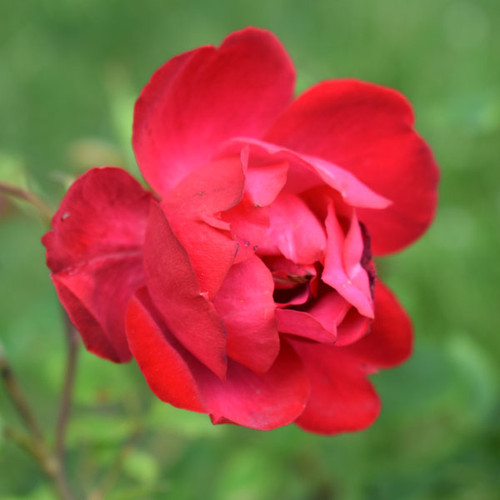 Rosa Oso Easy 'Double Red'