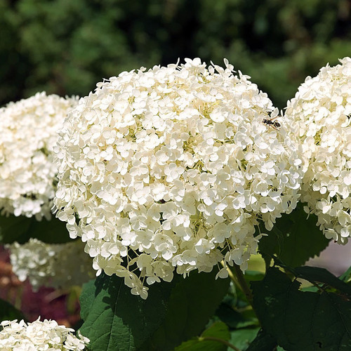 Hydrangea arborescens 'Flowerfull'