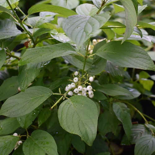 Cornus sericea 'Arctic Fire Yellow'