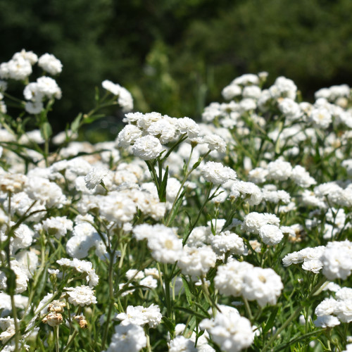 Achillea 'Peter Cottontail'