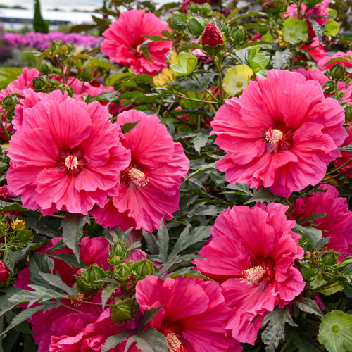 Hibiscus 'Watermelon Ruffles'