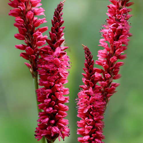 Persicaria amplexicaulis 'Blackfield'