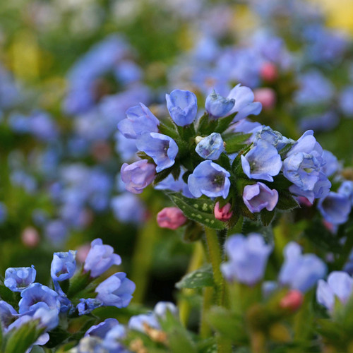 Pulmonaria 'Twinkle Toes'