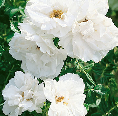Rosa rugosa - Horsford Gardens and Nursery