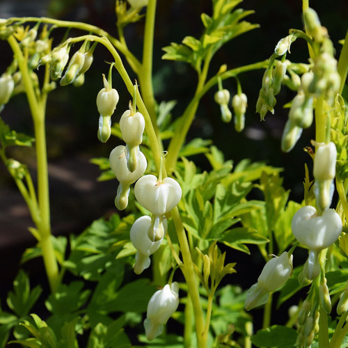 Dicentra spectabilis 'White Gold'