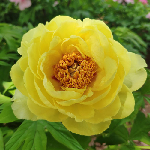 Tree Peony Products - Horsford Gardens and Nursery