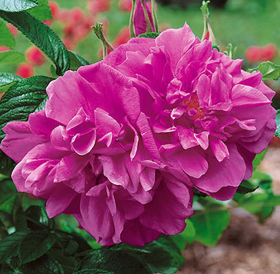 Rosa rugosaさま専用！ Rosa Rugosa - 5 Gallon – Roger's Gardens
