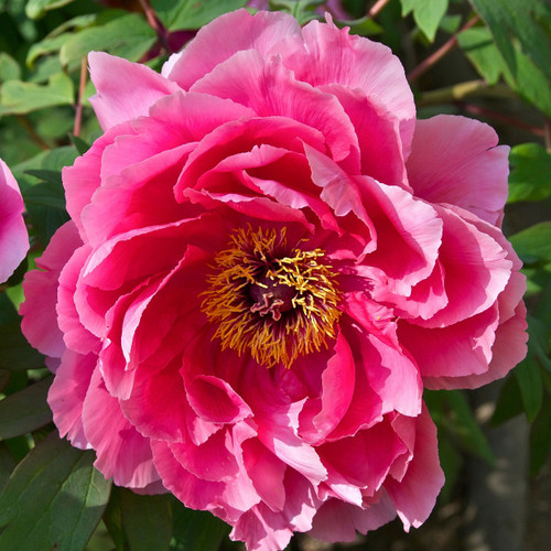 Tree Peony Products - Horsford Gardens and Nursery