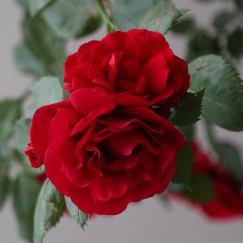 Rosa 'Hope for Humanity'