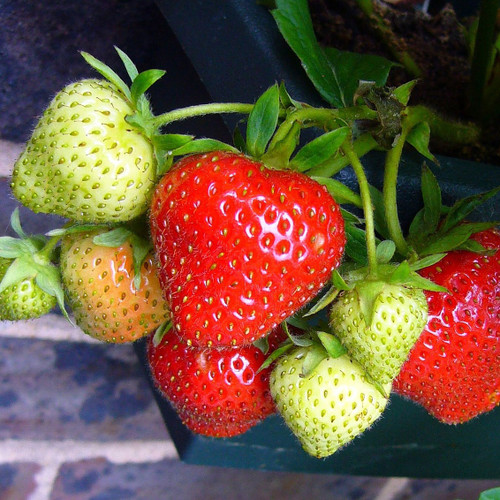 Fragaria 'Sparkle'