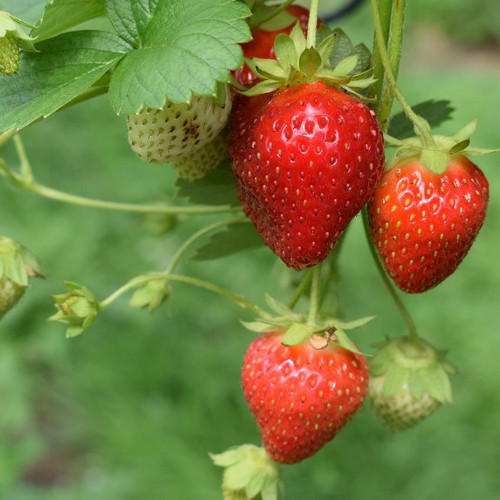 Fragaria x ananassa 'Seascape'