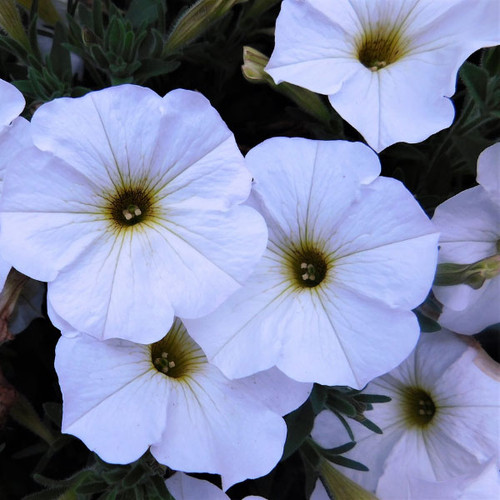Petchoa 'Supercal Premium Pearl White'