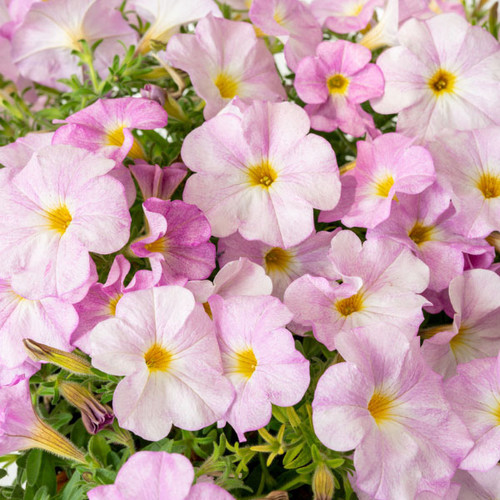 Petchoa 'Supercal Premium Pink Mist'
