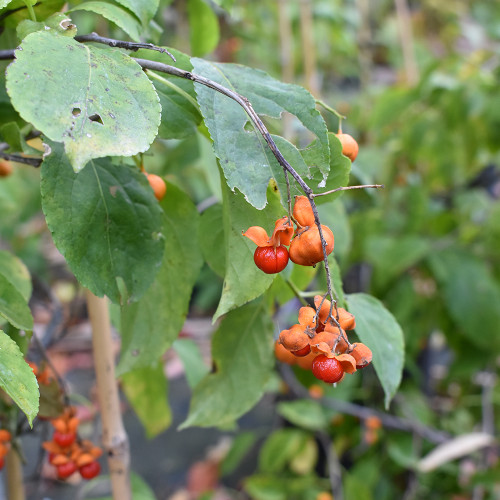 Celastrus scandens 'Autumn Revolution'