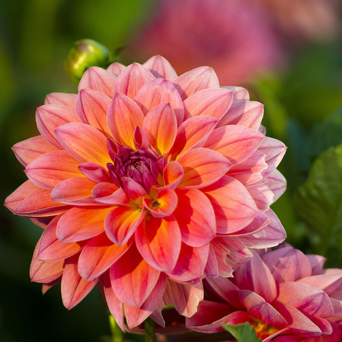 Dahlia 'Firepot'