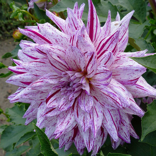 Dahlia 'Bristol Stripe'