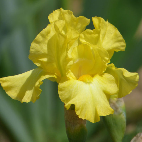Iris germanica 'Limonada'