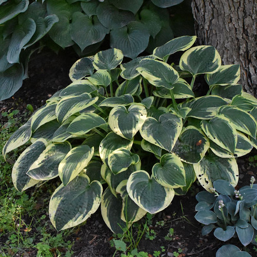 Hosta 'Formal Attire'