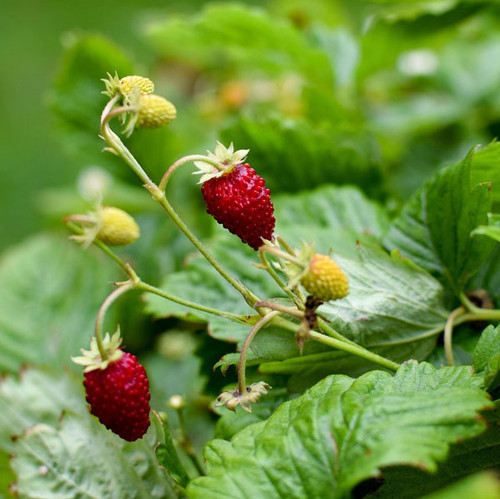 Fragaria vesca 'Alexandria'