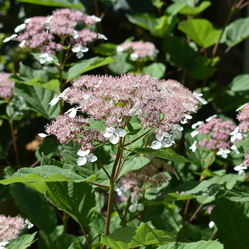 Hydrangea arborescens 'Invincibelle Lace'