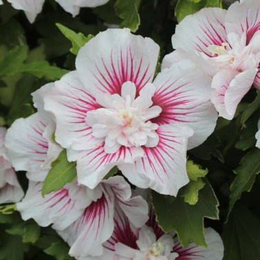 Hibiscus 'Starblast Chiffon' (Treeform)