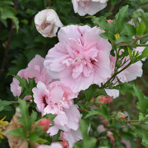 Hibiscus 'Pink Chiffon' (Treeform)