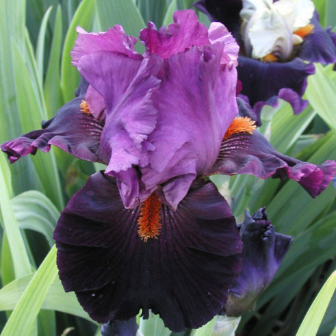 Iris germanica 'Violet Turner'