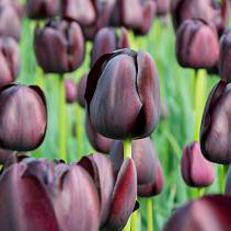 Tulip 'Queen of Night'