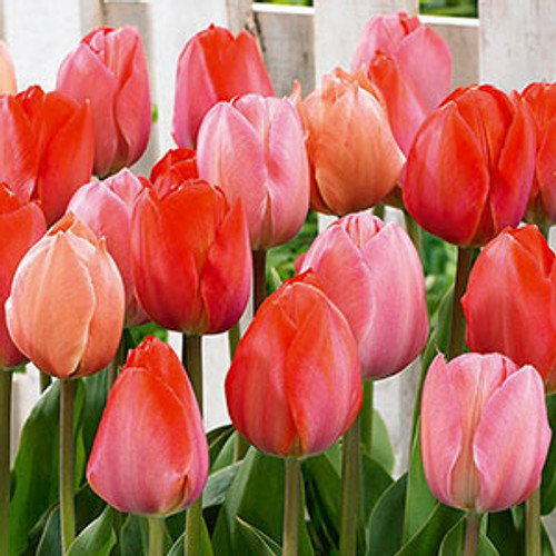 Tulip 'Blush Blend'