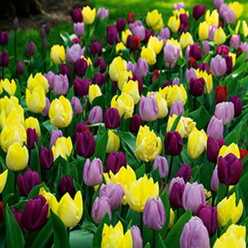 Tulip 'Royal Prince Mix'