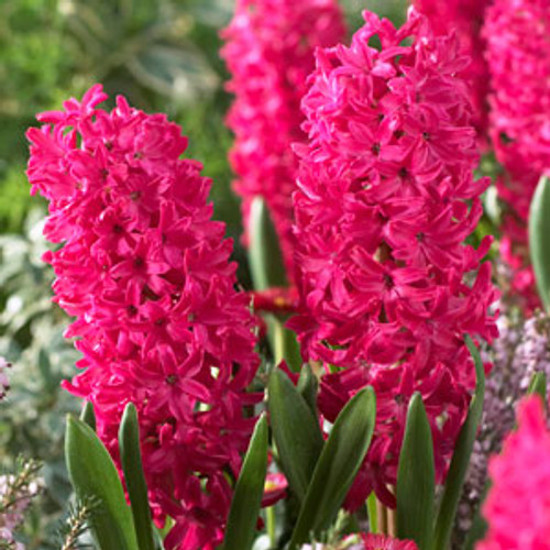 Hyacinth orientalis 'Jan Bos'